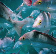 Wolf Rock Dive Site - Accommodation Bookings
