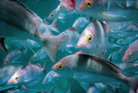 Wolf Rock Dive Site - Accommodation Bookings 0