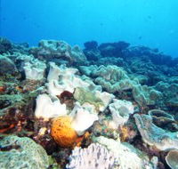 Mudjimba Old Woman Island Dive Site - Accommodation Bookings