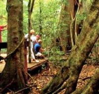 Mary Cairncross Scenic Reserve - Accommodation Bookings