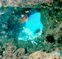 Michaelmas Cay Dive Site - Accommodation Bookings