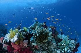 Southern Small Detached Reef Dive Site - Accommodation Bookings 0