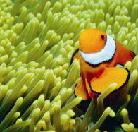 Thetford Reef Dive Site - Accommodation Bookings