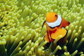 Thetford Reef Dive Site - Accommodation Bookings 0