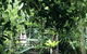 Flecker Botanic Gardens - thumb 0