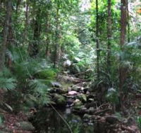 Mossman Gorge Rainforest Circuit Track Daintree National Park - Accommodation Bookings