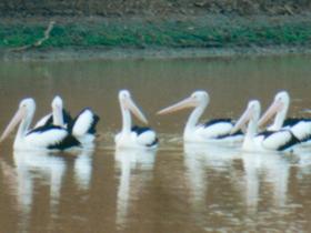 Pelican Point - Accommodation Bookings 0