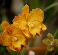 Queens Park - Orchid House - Accommodation Bookings