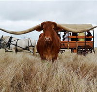 Texas Longhorn Wagon Tours and Safaris - Accommodation Bookings