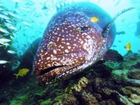 Lady Musgrave Island Dive Sites - Accommodation Bookings 0