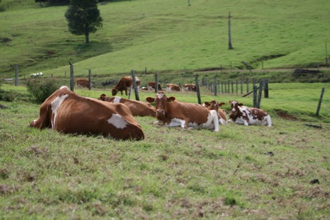 Maleny Dairies - Accommodation Bookings 4