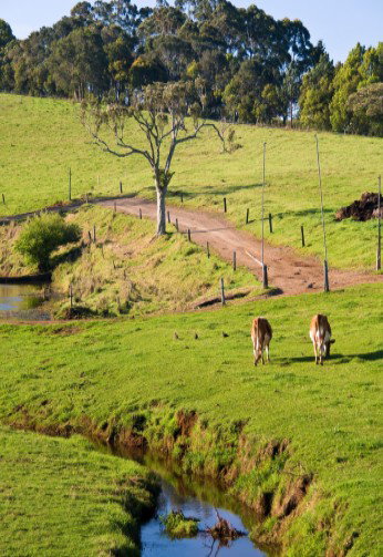 Maleny Dairies - Accommodation Bookings 6