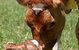 Maleny Dairies - thumb 7