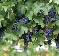 South Burnett Wine Trail