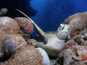 Light House Bommie Dive Site - Accommodation Bookings 0