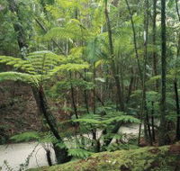 Fraser Island Great Walk - Accommodation Bookings