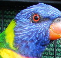 Fraser Coast Wildlife Sanctuary - Accommodation Bookings