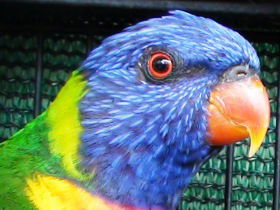 Fraser Coast Wildlife Sanctuary - Accommodation Bookings 0