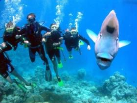 Henderson's Rock Dive Site - Accommodation Bookings 0