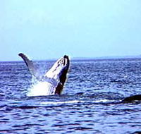 Whale Watching - Accommodation Bookings
