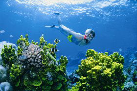 Wheeler Reef Dive Site - Accommodation Bookings 0