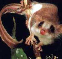 Carrowong Fauna Sanctuary - Accommodation Bookings