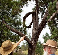 Charleville - Outback Native Timber Walk - Accommodation Bookings