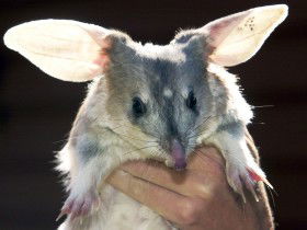 Charleville - Bilby Experience - Accommodation Bookings 0