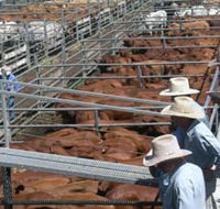 Dalrymple Sales Yards - Cattle Sales - Accommodation Bookings