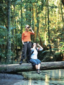 Birdwatching On The Fraser Coast - Accommodation Bookings 0