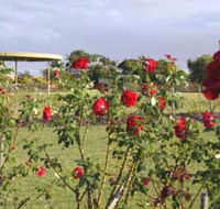 Elizabeth Park Rose Gardens - Accommodation Bookings