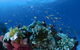 Cherubs Cave Dive Site - thumb 0