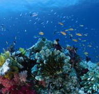 Cherubs Cave Dive Site - Accommodation Bookings