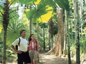 Licuala State Forest - Accommodation Bookings 0