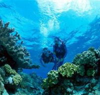 Coral Gardens Dive Site - Accommodation Bookings