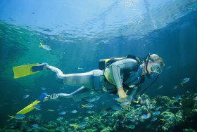 Manta Ray Bommie Dive Site - Accommodation Bookings 0