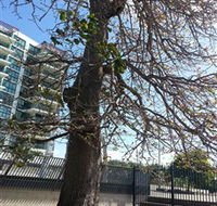 The Leichhardt Tree - Accommodation Bookings