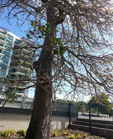 The Leichhardt Tree - Accommodation Bookings 0