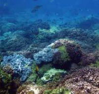 Hoffman's Rocks Dive Site - Accommodation Bookings