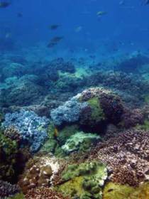 Hoffman's Rocks Dive Site - Accommodation Bookings 0