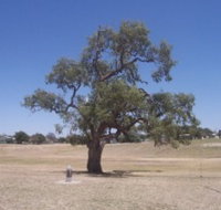Historic Coolabah Tree - Accommodation Bookings