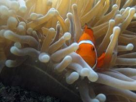 Flat Rock Dive Site - Accommodation Bookings 0