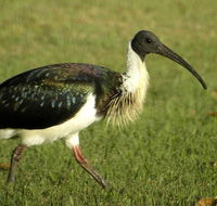 Toowoomba Bicentennial Waterbird Habitat - Accommodation Bookings