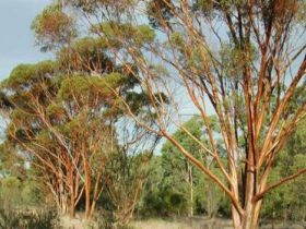 Myall Park Botanic Garden - Accommodation Bookings 0