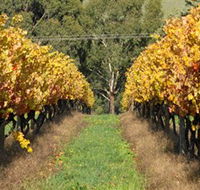 Wild Dog Winery  Restaurant - Accommodation Bookings