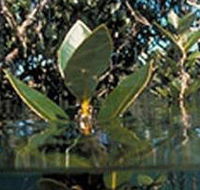 Jawbone Marine Sanctuary - Accommodation Bookings