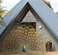 Halls Gap Zoo - Accommodation Bookings