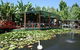 Blue Lotus Water Garden - thumb 0