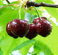 Red Hill Cherry Farm - Accommodation Bookings