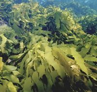 Barwon Bluff Marine Sanctuary - Accommodation Bookings